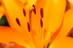 5723056913_e0961cc5f8_o
