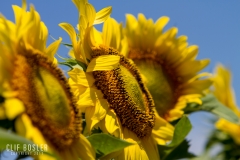 9000111625_ab15603020_o